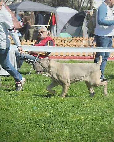 Psi: Kane Korso štenci Odgajivačnica Cane Corso Kennel Heavenly Kingdom FCI na lalafo.rs — 12 Psi: Kane Korso štenci Odgajivačnica Cane Corso Kennel Heavenly Kingdom FCI — 12