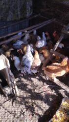 декоративные кролик: А/ч жаныбарлары үчүн тоюттар