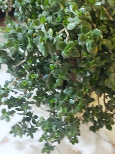 Otaq bitkiləri: Succulent “Pul ağacı” (Crassula ovata) – iri, kolvari formaya — 3