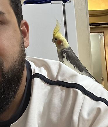 qus adlari: (Korella Tuttu quşu Satılır barterdə olunur 2-3 aylıx bala erkəy — 2
