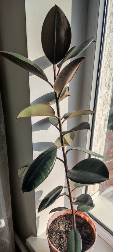 Драцены и Сансевиерии: Домашние и комнатные цветы в горшках. Герань, Алоэ, долларовое дерево — 10