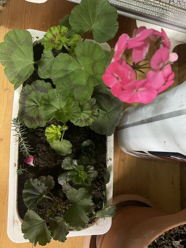 Otaq bitkiləri: Her nov guler var endirimnen verecem Gencedi istiyen yazsin satiş — 82