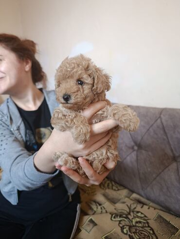 отдам в хорошие руки собаку: Pudel, 2 ay, Dişi