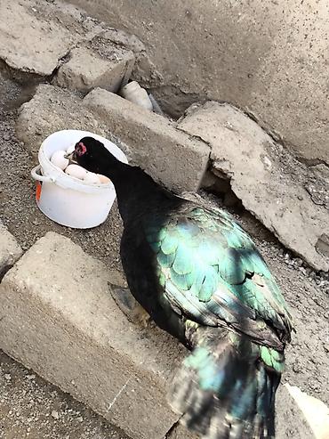 zümrüd ördək: Erkək, | Lal ördək, Damazlıq, Ödənişli çatdırılma — 5