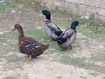 Ördəklər: 1 cüt Orginal Qan Ruan ördəyi tam sağlam aktiv ördəylərdi 6 — 8