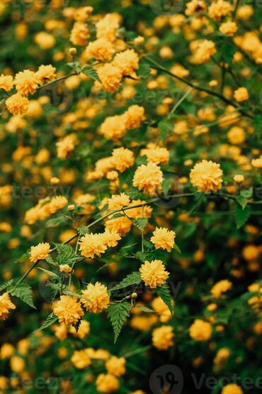 Ağaclar: Bağ bitkiləri – dekorativ ağac və kol sortları - Tulpan Maqnoliya — 4