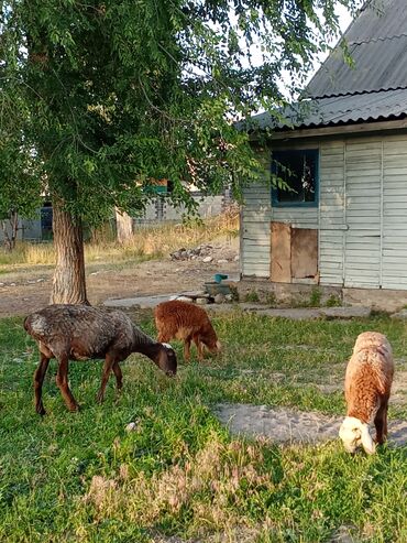 продажа щенков немецкой овчарки в бишкеке с документами: Торт козулу койлор сатылат
