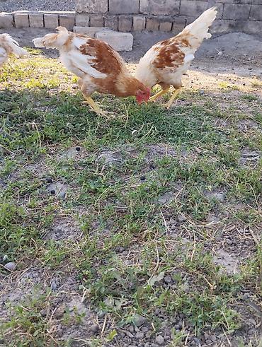 ördək balası və cücə: Saf qan Avstrolorp və Lohman brown xoruzları satılır. Real alıcıya — 2