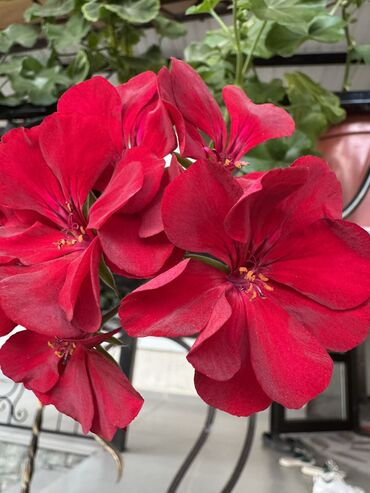 Герани и пеларгонии: Герань в горшке, цветущая ! Красивый розовый оттенок, листья красивые! — 2