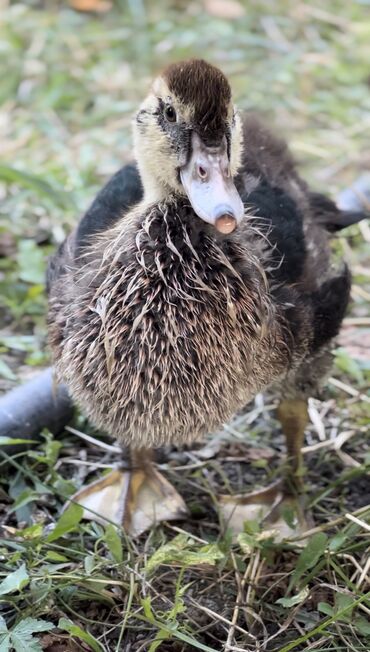 Ördəklər: Muscovy ördəyi (indoutka) – qarışıq qara-ağ lələklər, qırmızı karnizli — 12