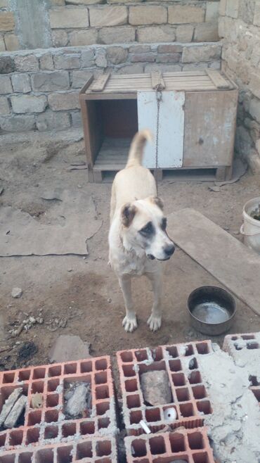 İtlər: 11 ay, Dişi