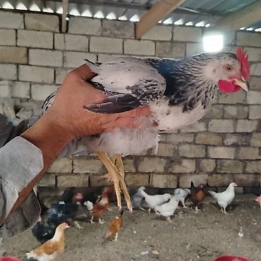 toyuq cuce fermasi: Yerli təsərrüfatdan toyuqlar – qarışıq yumurta yönümlü cinslər - — 5
