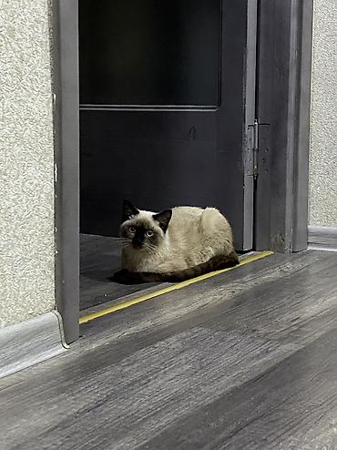 cutləşdirmək: Siam, Dişi, Cütləşmə üçün — 3