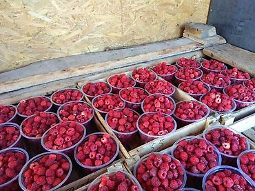 Другие специальности: Жумушчулар керек ; жумуш дыйканчылык,Клубника,малина — 14