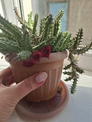 за неделю: Комнатные суккуленты в горшках 1) Сансевиерия хаки (Sansevieria — 5