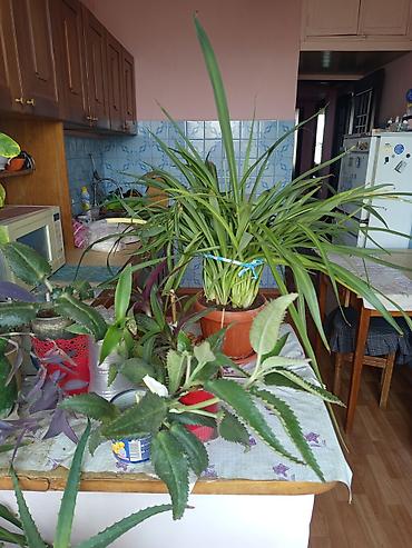хлорофитум кудрявый: Хлорофитум (Chlorophytum comosum) в горшке. - Пышная взрослая розетка — 2