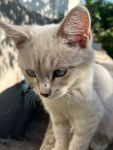 продажа домашних животных: Кошка даром: Британская короткошёрстная, 3 месяца, Девочка, Приучена к лотку, Проглистована
