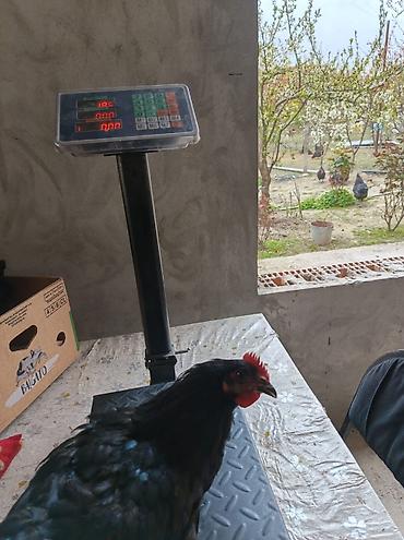 qarğa balası satılır: Salam. Temiz qan damazliq avstrolorp beceleri satilir. Mende olan sort — 8