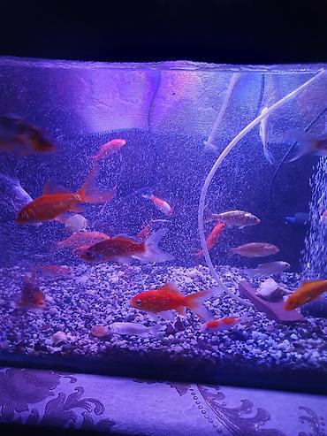 Рыбы: Рыба карп кои японские декоративный разне цветле размер7-10см до 35см — 15