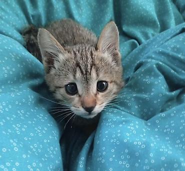 серая кошка: Беспородная, 1 месяц, Мальчик, Серый, Приучена к лотку — 1