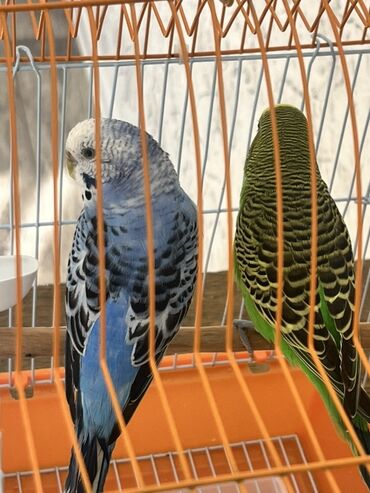 Tutuquşları: Hazır cüt tutu quşular qefedi yuvası ile bir yerde 35 manata — 17