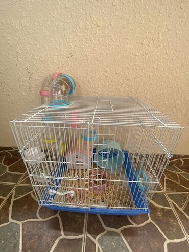 Gəmiricilər: Xamyak hemster 3 eded her biseyile birlikde — 9