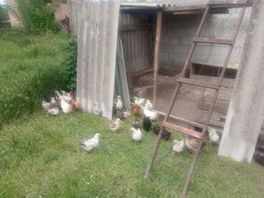 продажа цыплят в бишкеке: Продаю Цыплят Домашние в количестве 100 шт цена за шт 250 сом срочно