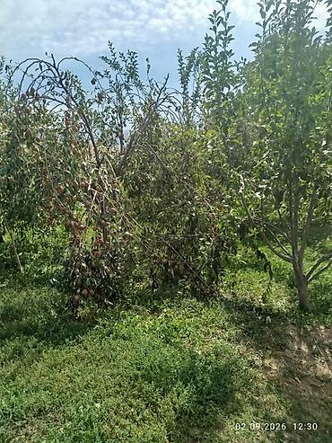земля сокулуке: 🏡 ПРОДАЁТСЯ УЧАСТОК — 30 СОТОК 📍 Сокулукский район, село Тош-Булак — 3