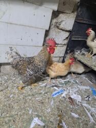 Toyuqlar: Tam saglam yumurtayan toyuglar Bakının Digah kendi — 18