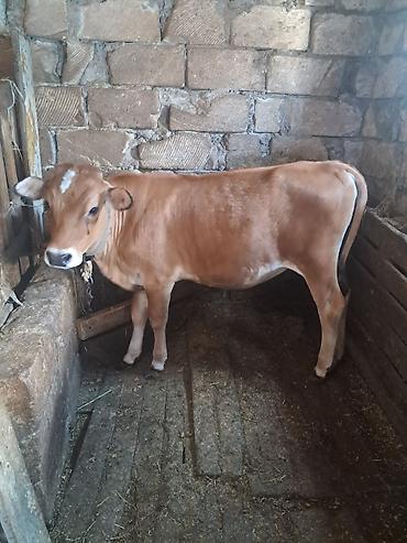 südlük inek satilir: Dana, buzov, Dişi, ay: 6, Damazlıq — 1
