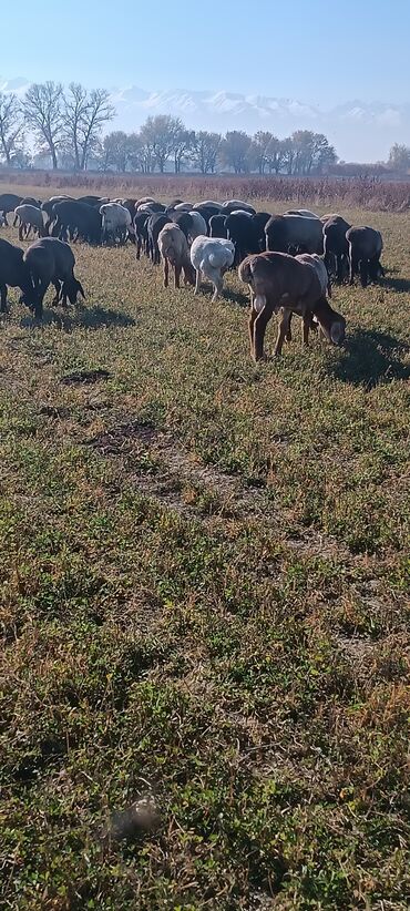 продажа баранов в бишкеке: Продаю | Баран (самец) | Для разведения