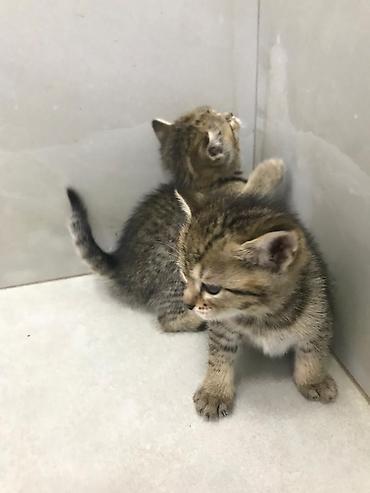 Pişiklər: Şotland — 11