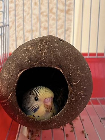 Tutuquşları: 🦜 Xüsusi Danışan Macha – 3 Aylıq Erkək Bala 🦜 Seçilmiş baxım və — 2