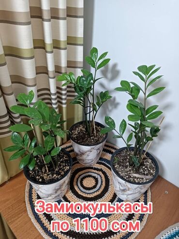 Замиокулькас (Долларовое дерево): Продаются замиокулькасы У каждого стебля полноценный клубень с