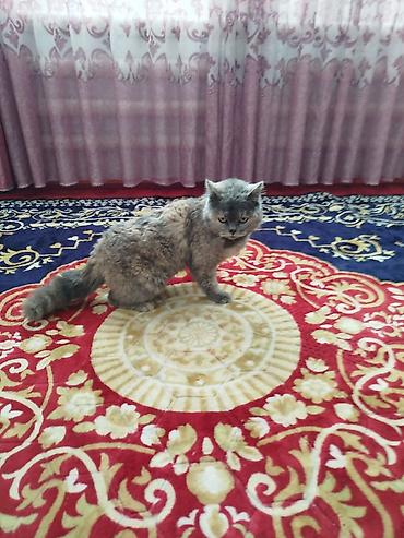 Ковры и паласы: Ковер Полиэстер — 6