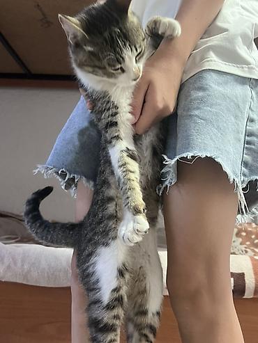 коты бишкек: Кот домашний, мальчик короткошёрстный, окраса табби с белым — 2