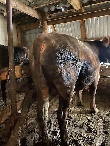 Коровы, быки: Продаю | Бык (самец) | На откорм | Привязанные — 1