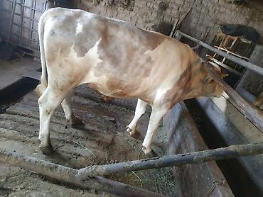 Коровы, быки: Продаю | Бык (самец) | На откорм, На забой, Для разведения — 7