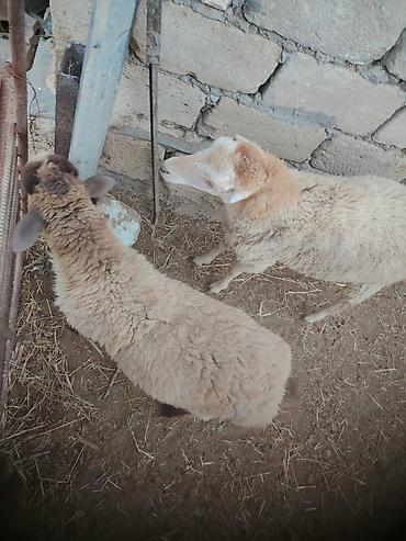 ev heyvanları satışı: Bir erkek bir dişi quzular satilir — 2