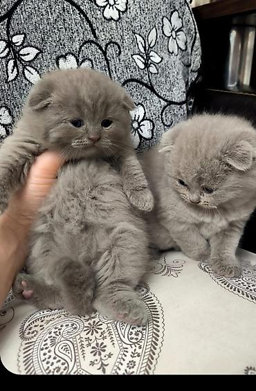 Кошки: Шотландская — 7