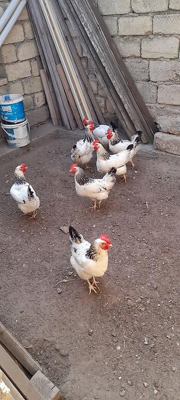 rahibe toyuqlari: Toyuq, Yumurtalıq, Ünvandan götürmə — 1