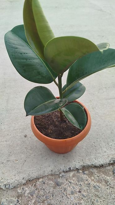 Герани и пеларгонии: Сортовой герандар сатылат. Баасы келишим турдо 300 сомдон жогору. - — 21