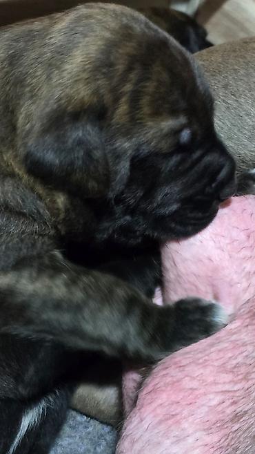 Продажа собак: Щенки метисы (короткошёрстные, тигровый и чёрный окрасы) смесь питбуль — 6