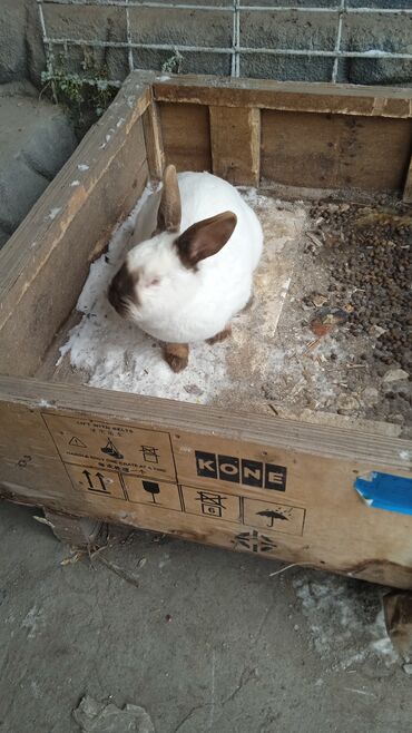 Кролики: Продаётся кролиха Калифорния возраст 10 месяцев цена