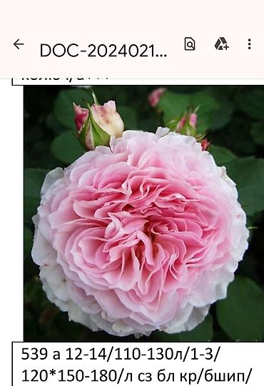 Садовые цветы и кустарники: Корни роз - Крупноцветковая чайно-гибридная роза с — 29