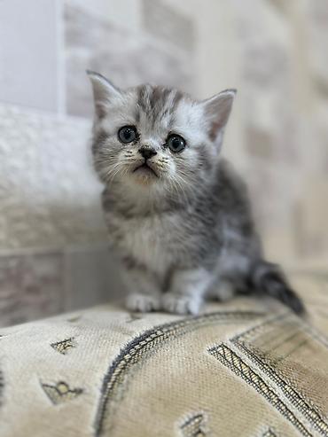 Pişiklər: Britan, Ünvandan götürmə — 1