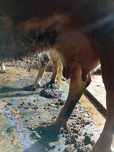 Inəklər, öküzlər: Satılır: inək Xüsusiyyətlər: - Süd istiqamətli yerli cins (qarışıq — 4