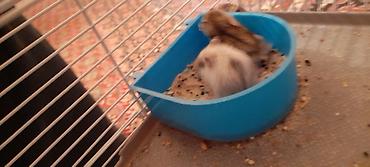 soya yemi: Hamster qəfəsi və aksesuar dəsti - Kiçik gəmiricilər üçün iki — 1