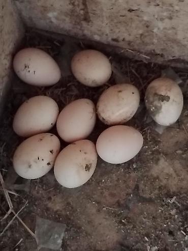 turac quşu qiyməti: Tovuz quşu yumurtası satılır. - Növ: Tovuz quşu (peafowl) yumurtası - — 1