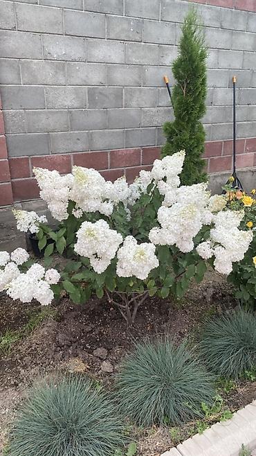 Гортензия: Саженцы — 7